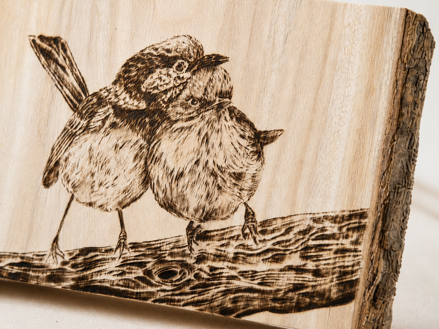 A Sweet Pair - Superb Fairy-wrens